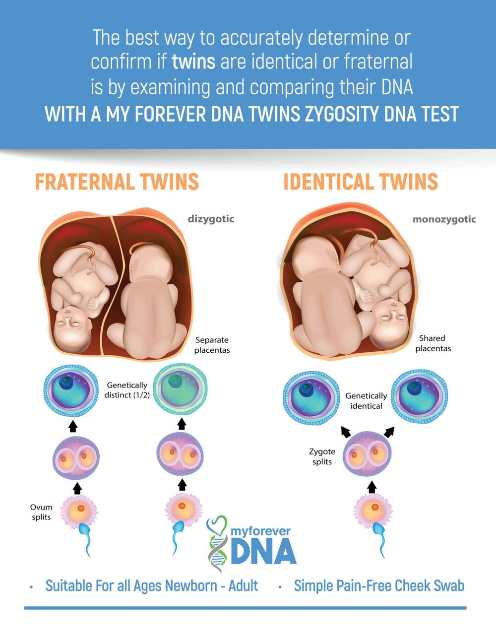 Infographic showing fraternal vs. identical twins' development, from ovum split to placenta type, using My Forever DNA's Twin Zygosity Test.