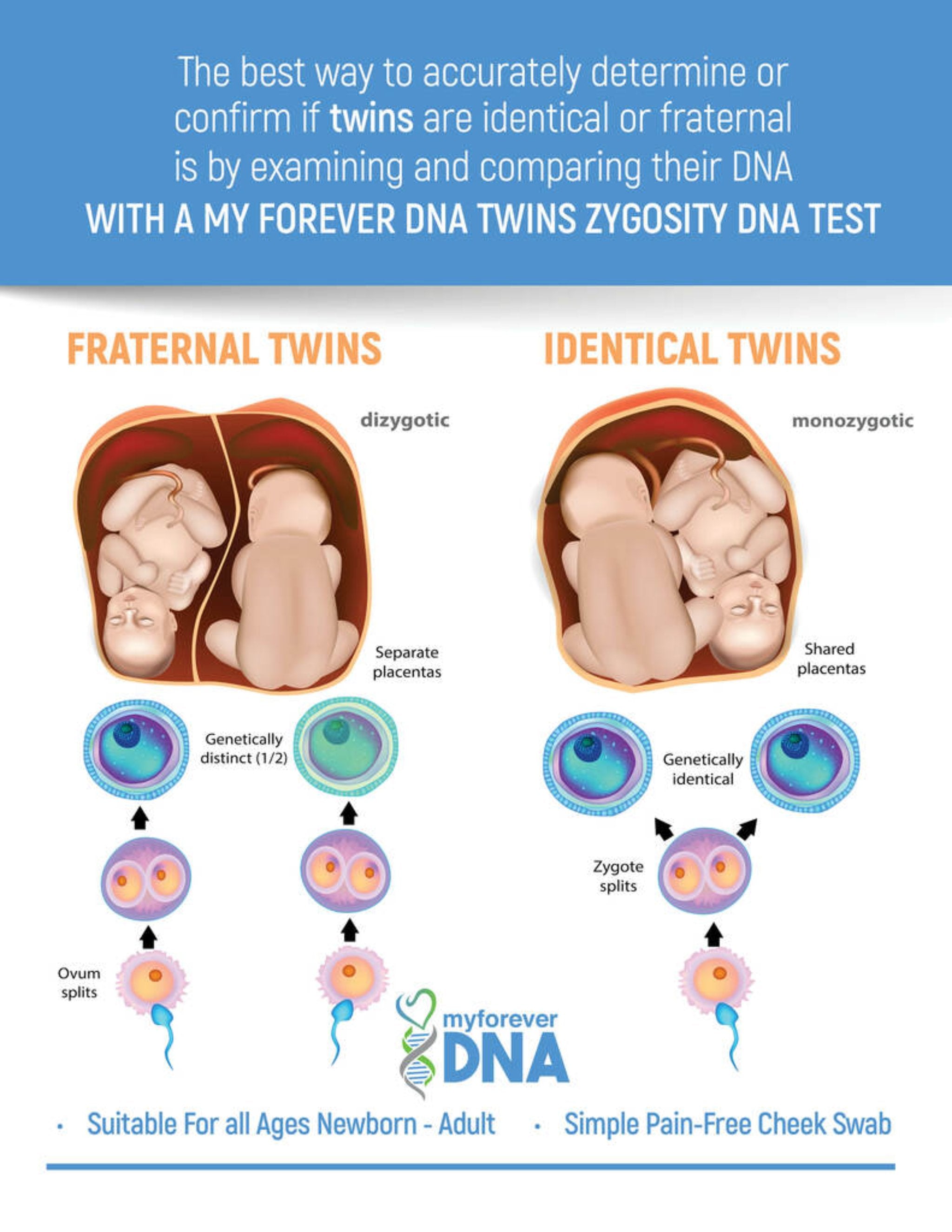 Educational infographic explaining how My Forever DNA's Twin Zygosity DNA Test differentiates between fraternal and identical twins using DNA analysis, suitable for all ages.